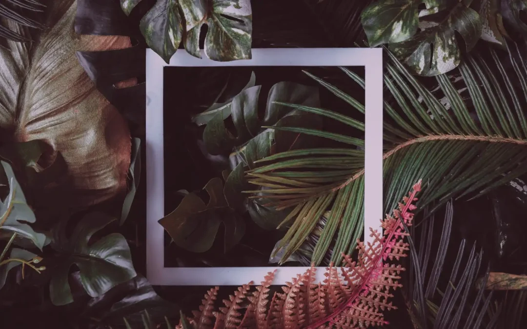 Olive Jungle concorre a prêmios internacionais de qualidade e design